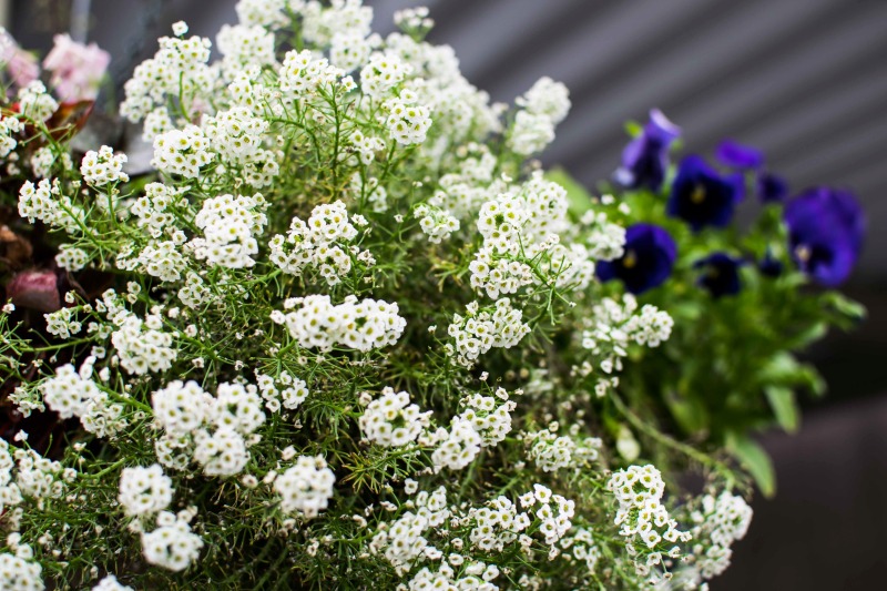 十和田市「下宿さとう」玄関付近